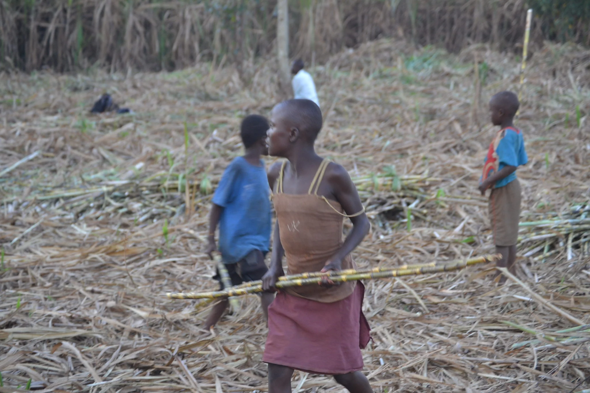 Eastern Uganda: Children Bring Machetes to School to Cut Sugarcane at Lunchtime