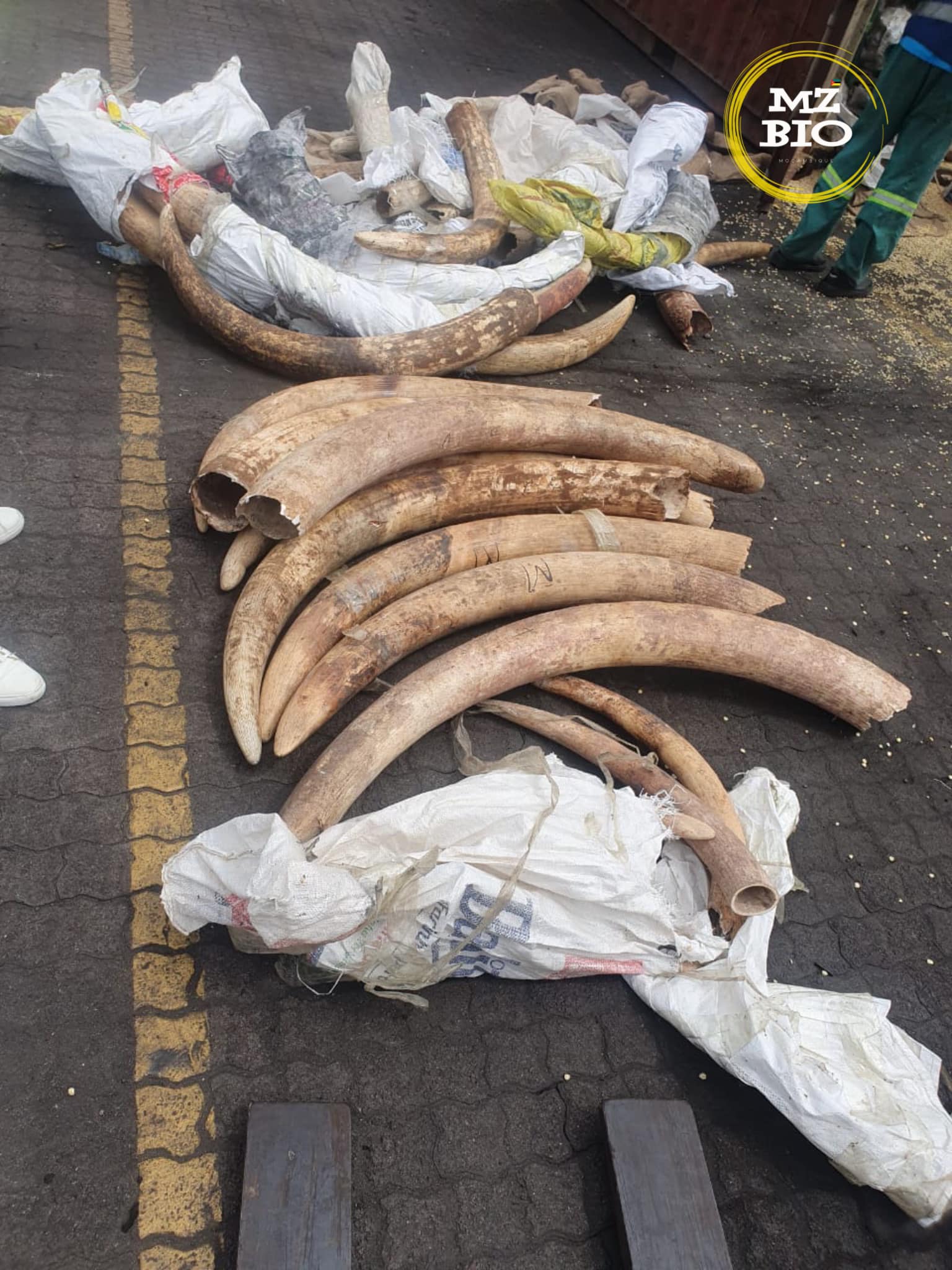 Container with 651 Tusk Pieces Headed to Dubai Discovered at Mozambique Port