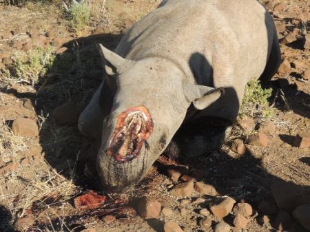 28 Namibian Rhinos Poached in First 3 Months of 2024