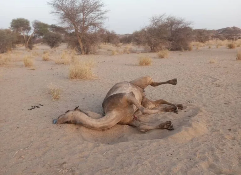 Chinese Mining Operations Temporarily Suspended Following Animal Poisonings in Niger