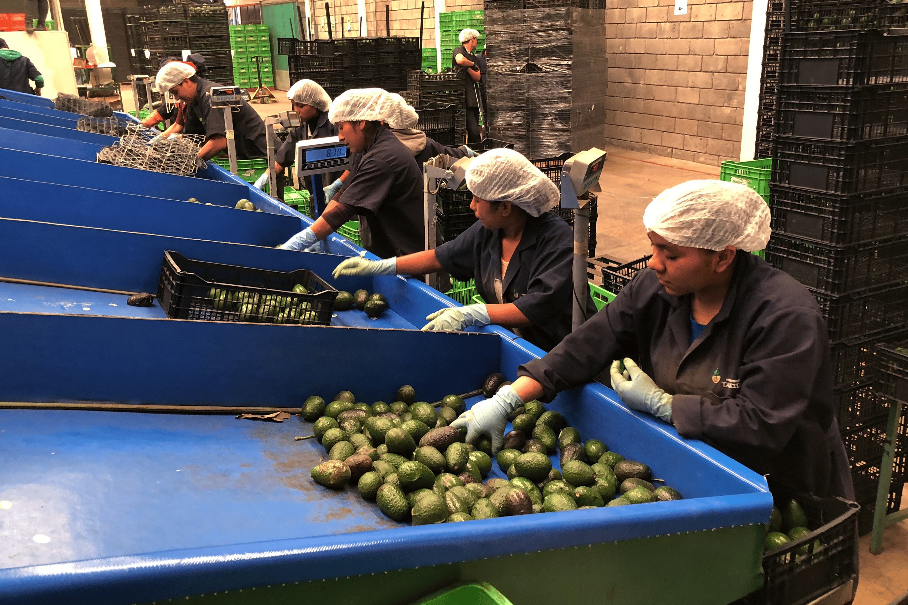USDA Inspectors to Gradually Return to Work in Mexican Avocado Plants