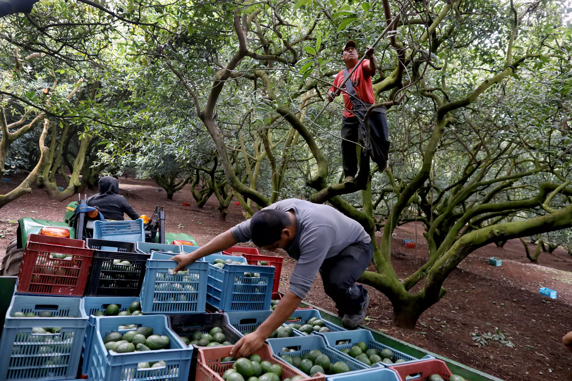 United States Suspends Import of Avocados From Mexican State Due to Attacks on American Officials