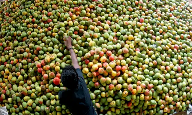 <!--StartFragment-->A vendor arranges mangoes at a fruit market in the southern Indian city of Chennai. (Photo: Reuters)<!--EndFragment-->