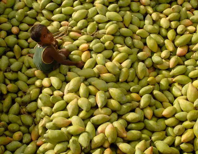 <!--StartFragment-->A child sits on a heap of mangoes at a fruit wholesale market in Kodur village, about 650 km south of Hyderabad. (Photo: Reuters)<!--EndFragment-->