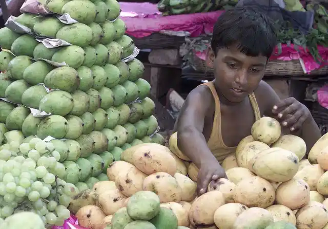 <!--StartFragment-->Twelve-year-old Mohammed Sajjad arranges mangoes he will sell to office-goers during lunchtime in Calcutta. (Photo: Reuters)<!--EndFragment-->