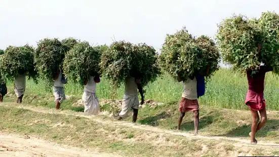 Close to half of Bihar’s young people depend on farming for a living. (Photo: Reuters)