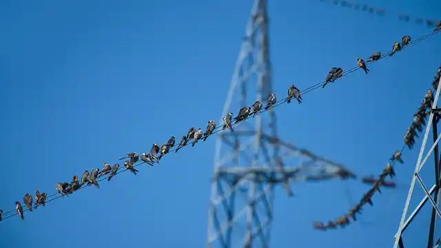 Amur falcons roost on an electric wire. (Photo Courtesy: Ramki Sreenivasan/<b>The Quint</b>)