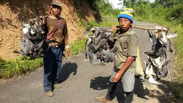 In the past, hunters would carry dead falcons on branches to market places. (Photo Courtesy: Ramki Sreenivasan/<b>The Quint</b>)