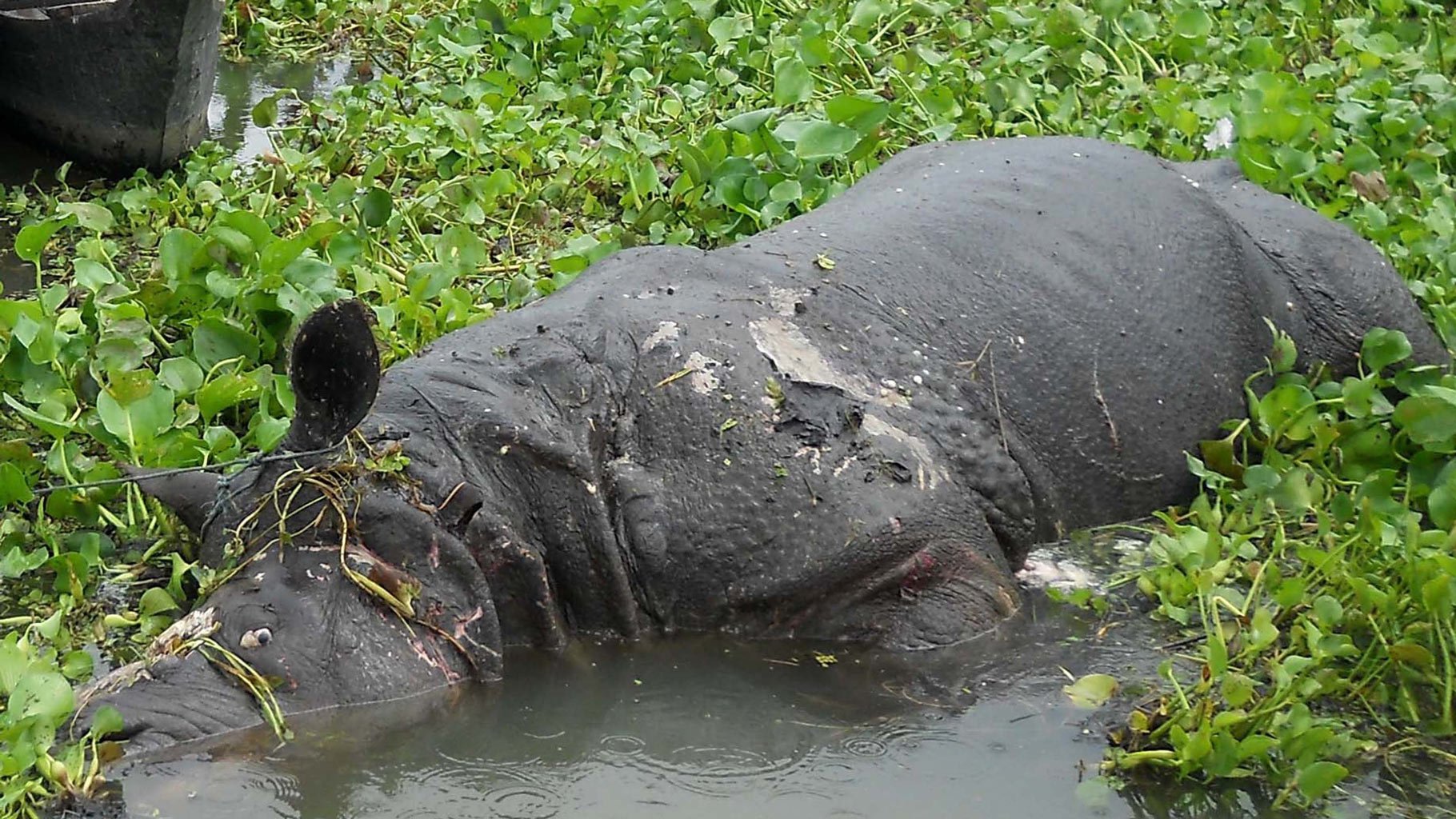 Ä±ndia flood animal Kaziranga tiger ile ilgili gÃ¶rsel sonucu