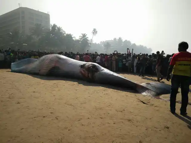 Cranes have been called in to remove the whale (Photo: <b>The Quint</b>)