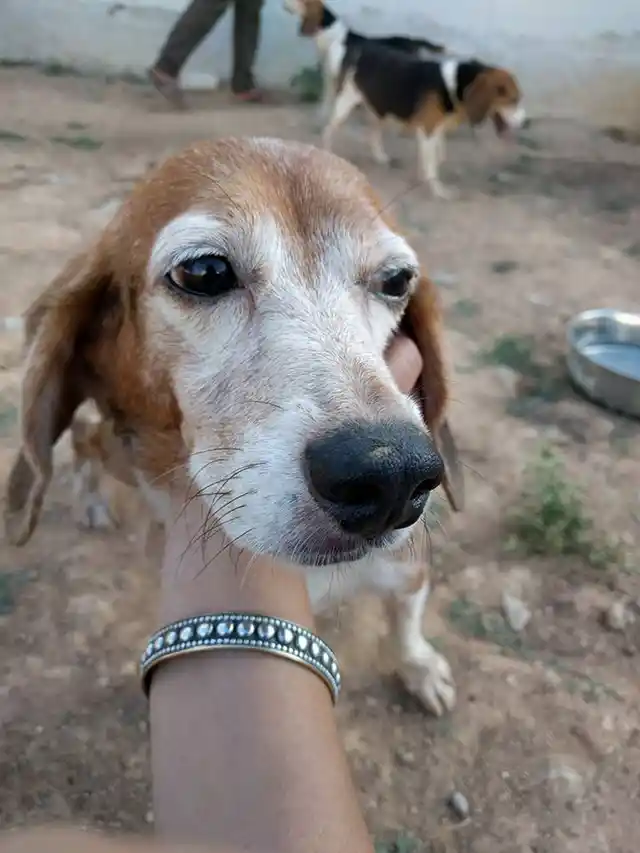 Beagle Dog Adoption Bangalore Beagle Dog Adoption Bangalore