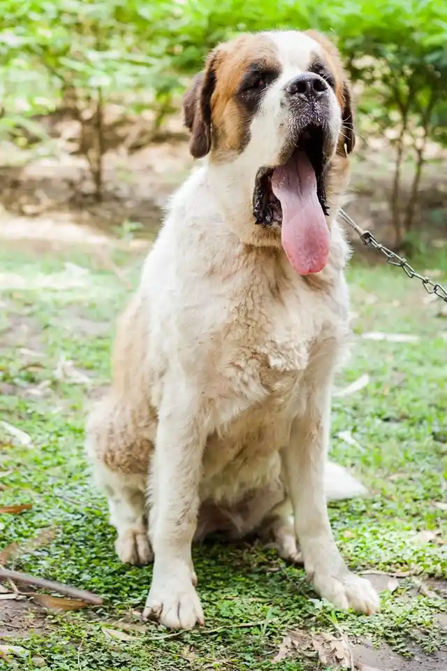 Do Dog Mothers Adopt Puppies Do Dog Mothers Adopt Puppies