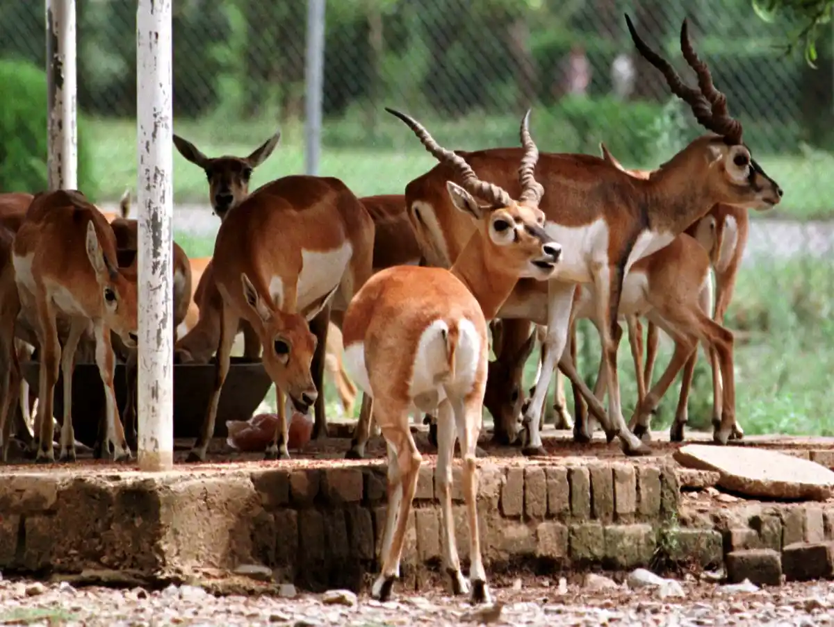 The blackbucks are an endangered species. (Photo: Reuters)