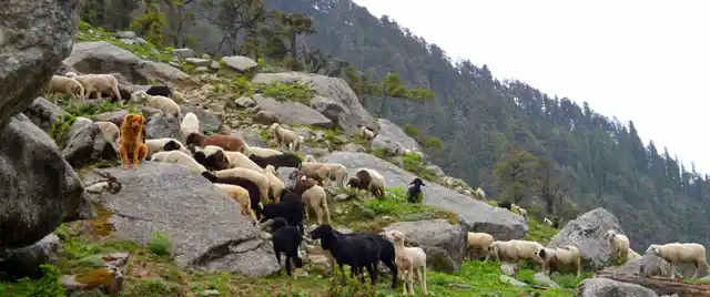 Sheep and dogs seen on a hill top in Kareri lake area. (Photo Courtesy: Prasoon Vashistha)