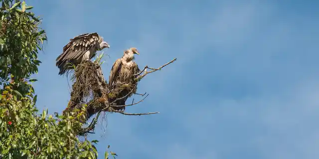 Himalayan Griffon vultures. Image for representational purposes. (Photo: iStock)