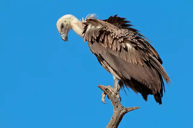 A white-backed vulture. Image for representational purposes. (Photo: iStock)