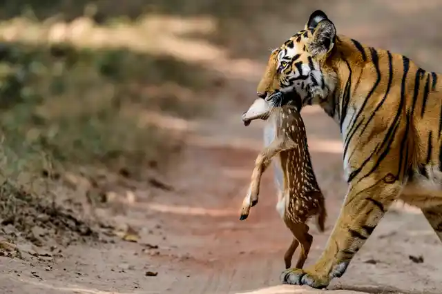 In Photos: On World Tiger Day, See the Beast in All Its Glory - The Quint