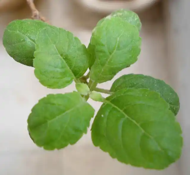 Tulsi is believed to be the best natural remedy for colds.