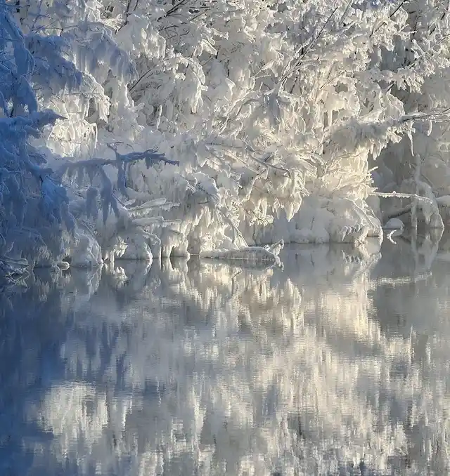 Leaves freeze as temperature dips.