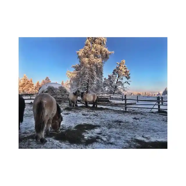 Local animals of Oymyakon.