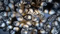 Bone smuggling had been rampant in India for decades, if not centuries. 