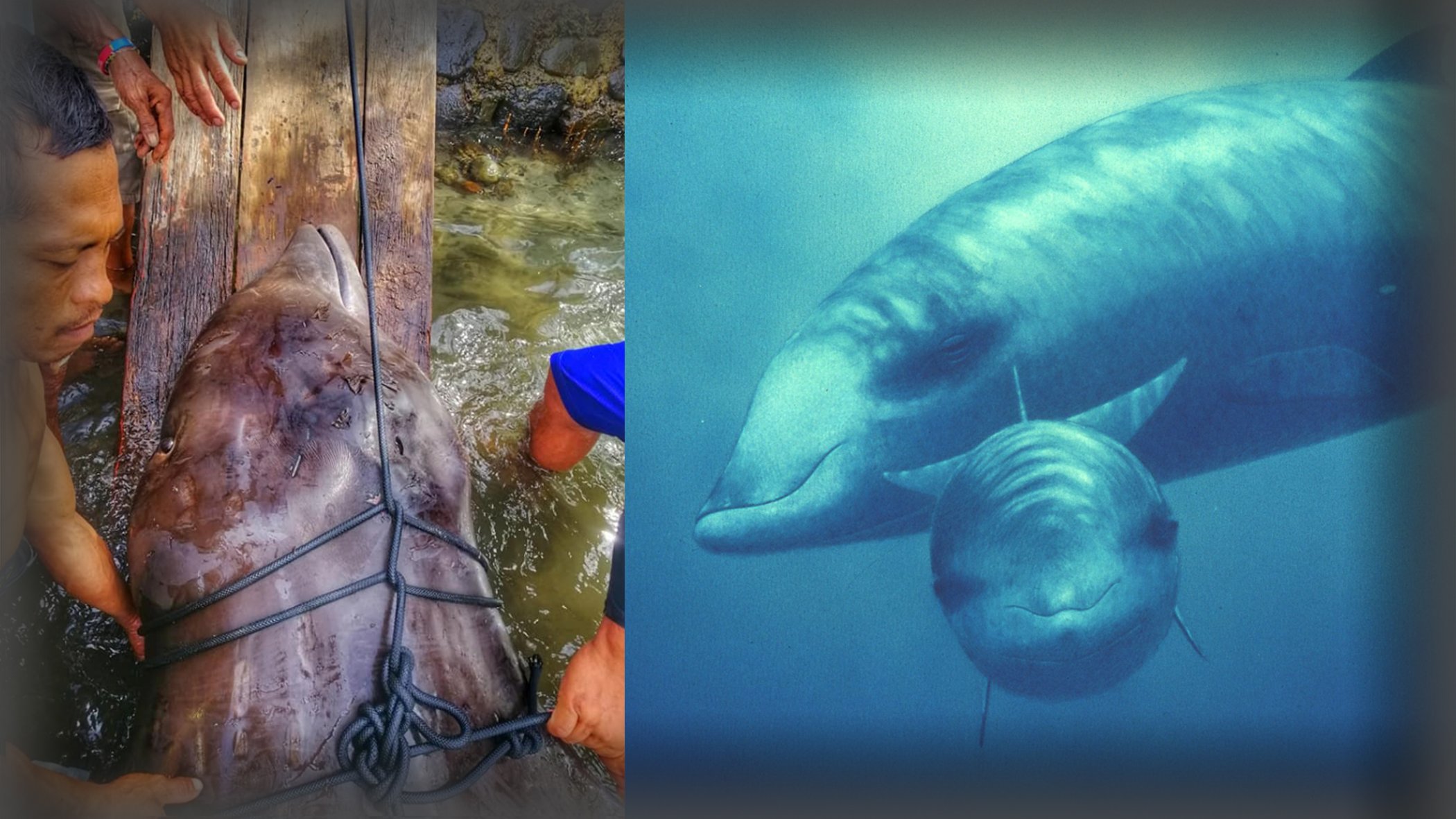 40 Kg Plastic Found Inside Whale That Washed Up in Philippines