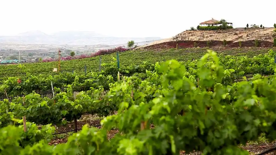 Chateau Indage Estate Vineyards, Narayangaon