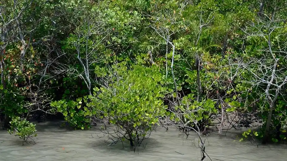 The Mangrove Trees