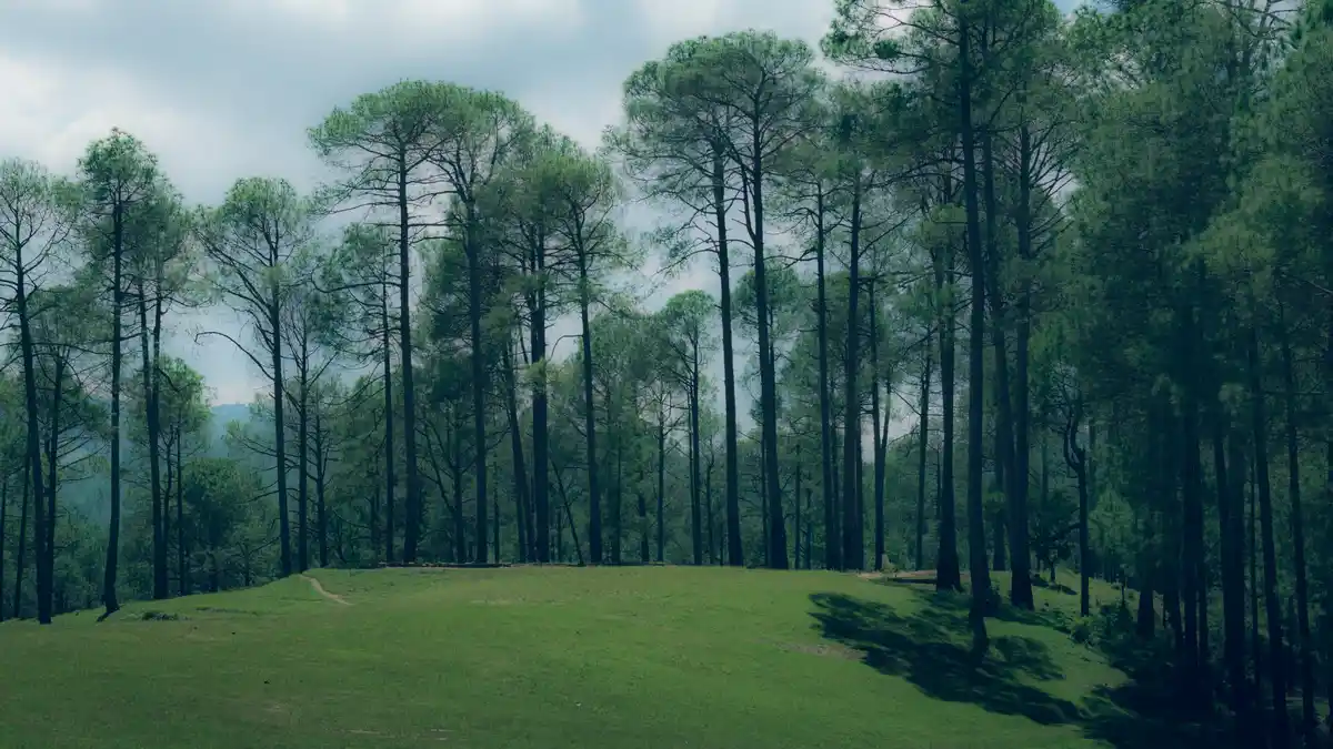 Become one with nature at Ranikhet.