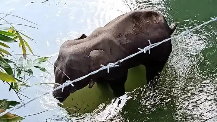 Animal Abuse: Pregnant Elephant in Kerala Dies Eating Firecracker ...