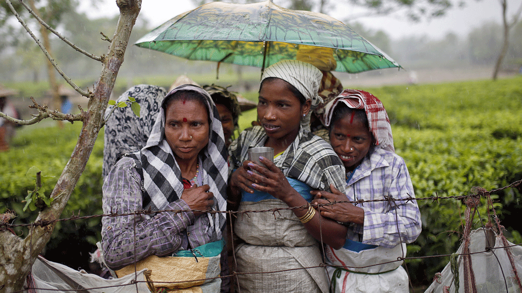 The Real Story Behind Your Cup of Chai