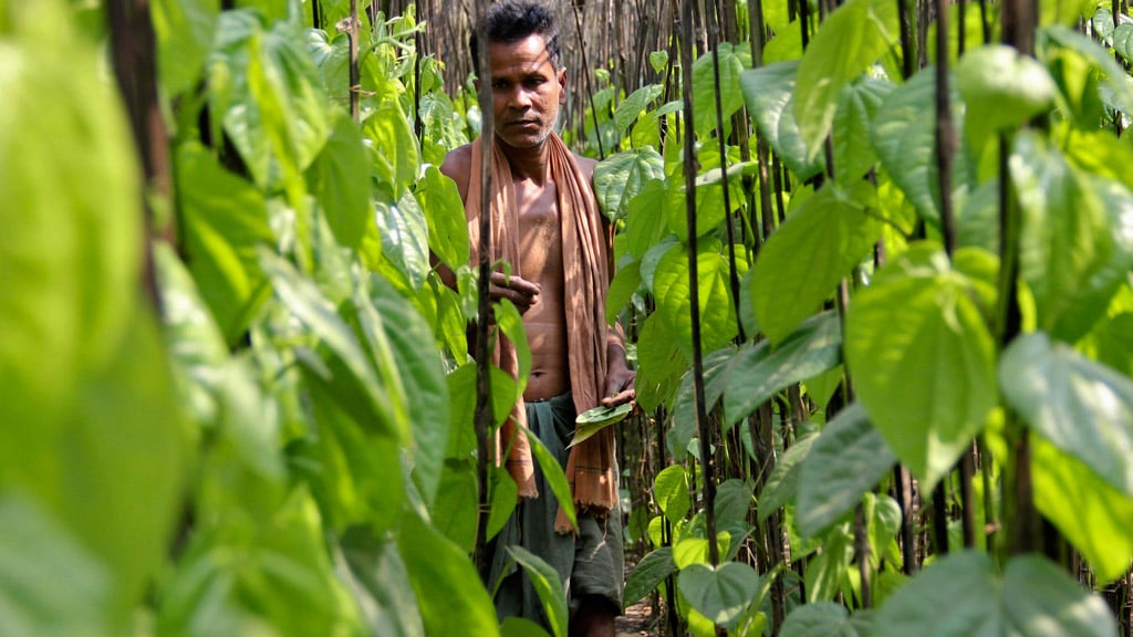 To Prevent Farmer Suicides, Make Crop Insurance Mandatory - The Quint