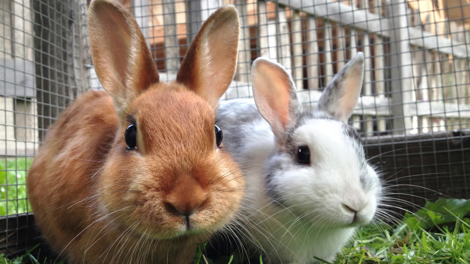 Fighting Animal Cruelty Chemical Tests on Rabbits to Be Scrapped The