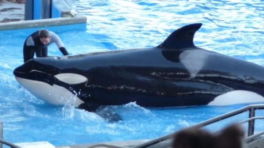 killer whale in captivity essay killer whale in captivity essay