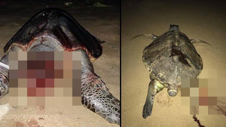 100 Olive Ridley Turtles Dead Along TN Coast & It May Get 
