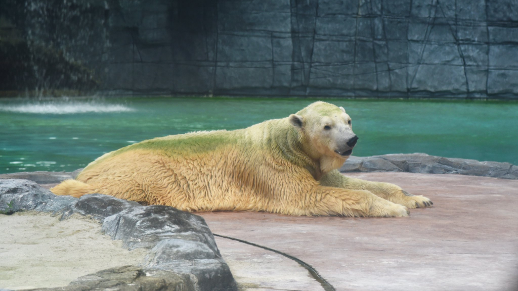 flip a zoo polar bear