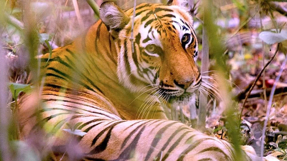 Tigers In Bangladesh Sundarbans Could Go Extinct By 2070, As Region