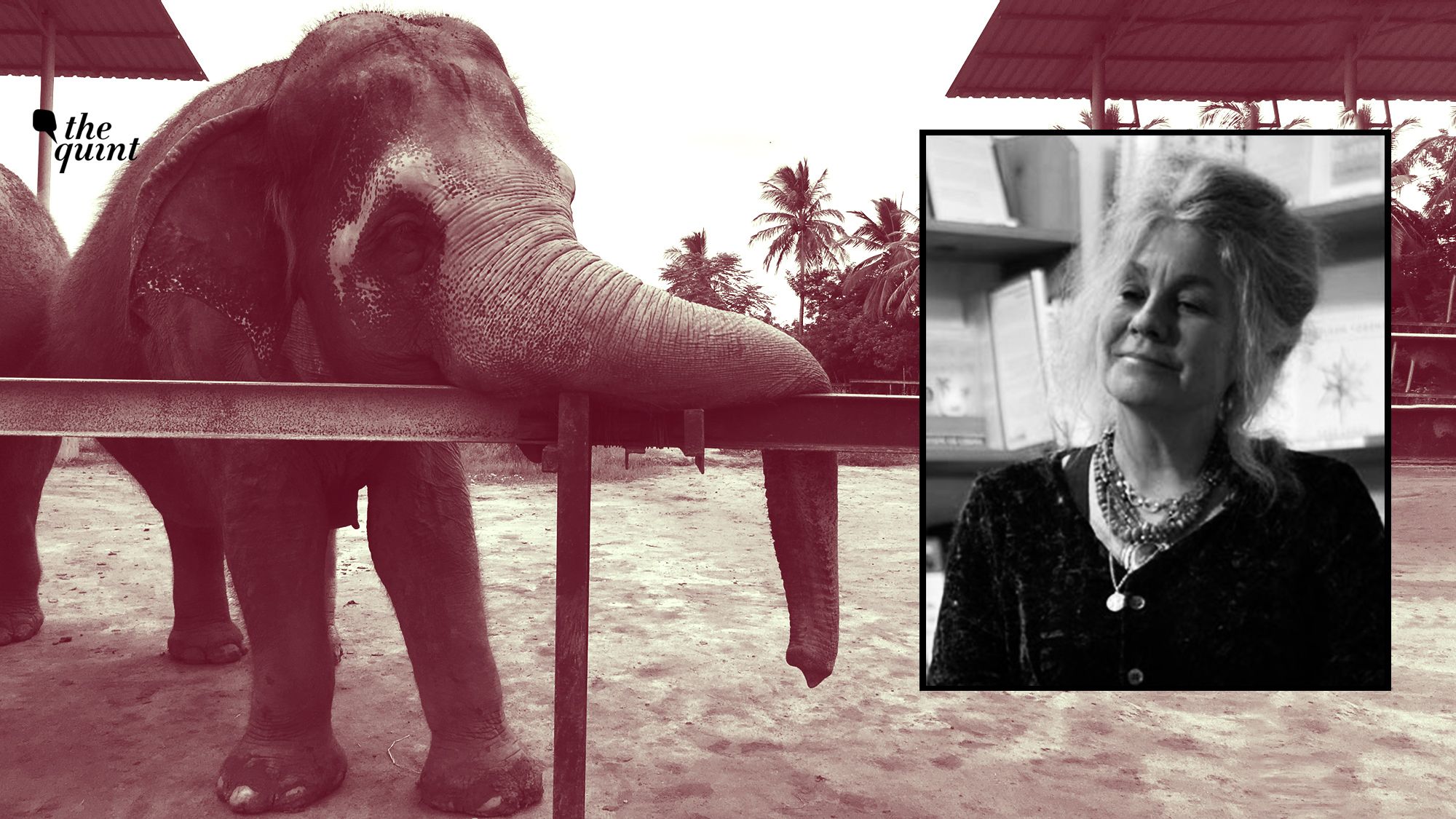 Brutal Seizure of 3 Elephants in TN a Crime: Animal Psychologist