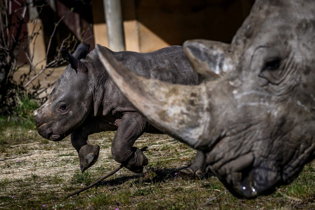 IVF breakthrough could revive nearly extinct rhino species