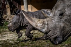 IVF breakthrough could revive nearly extinct rhino species