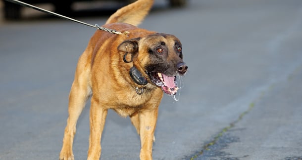 Rabies cases in 2024 decrease by 2%
