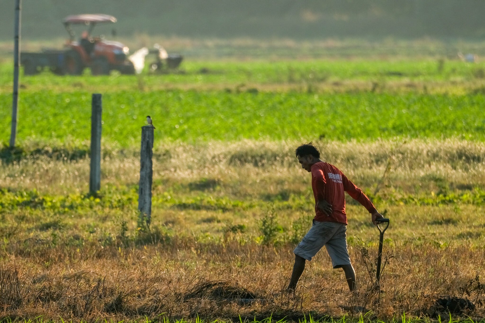 DA Bicol gears farmers vs El Niño