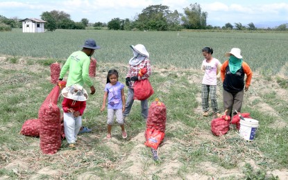 DA: No cash assistance to onion farmers unless a state of calamity declared