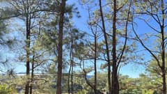 City of Pines chills at 9°C
