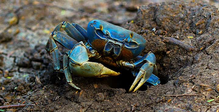 ‘Blue crab’ conservation eyed