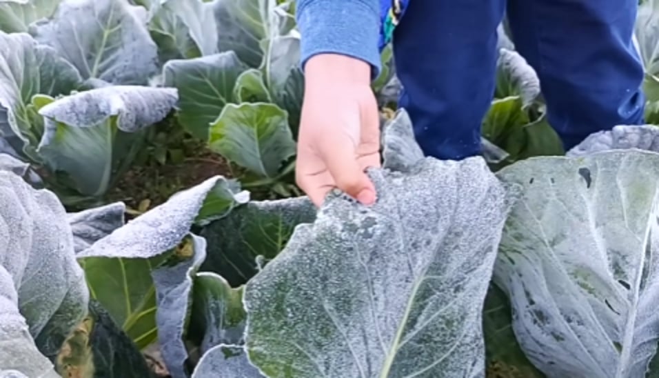 Coldest day recorded in La Trinidad