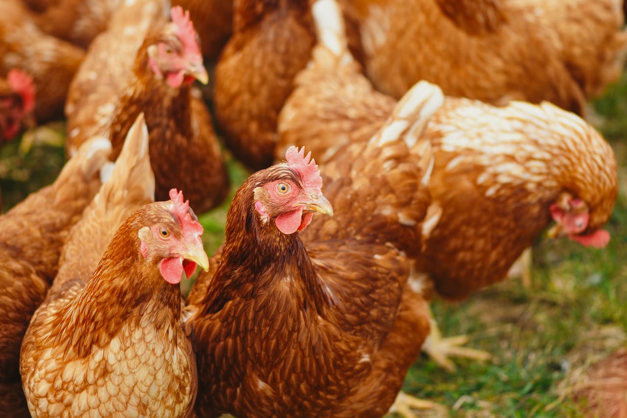 DA bans poultry imports from Türkiye