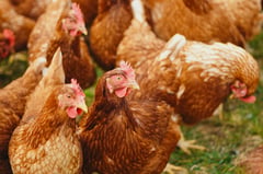 DA bans poultry imports from Türkiye