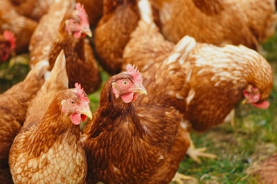 DA bans poultry imports from Türkiye