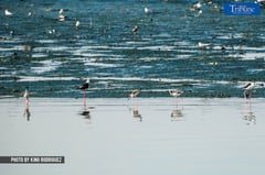 Protected Ramsar marsh